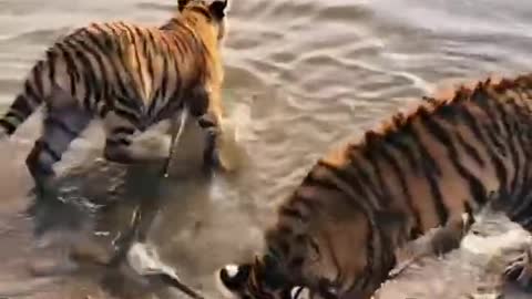 Two tigers wearing chains are bathing by the river