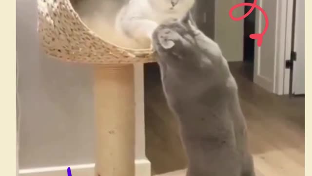 CAT DECLARING YOUR LOVE FOR YOUR KITTEN! BEAUTIFUL - FUNNY CATS AND CUTE #SHORTS.