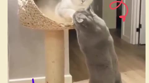 CAT DECLARING YOUR LOVE FOR YOUR KITTEN! BEAUTIFUL - FUNNY CATS AND CUTE #SHORTS.