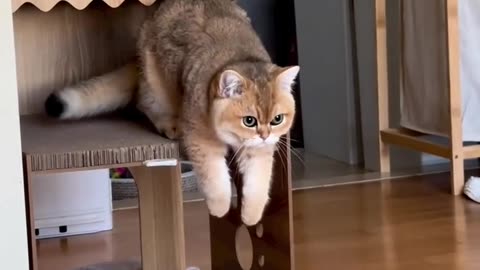 Funny animal