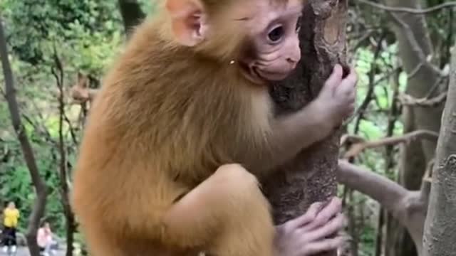 Cute baby monkey Play