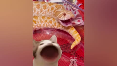 Snakes Can Be Cute Too - Funny Snake Video 2021 | Pets Town