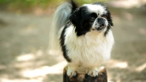 Cute little dog on top of a log