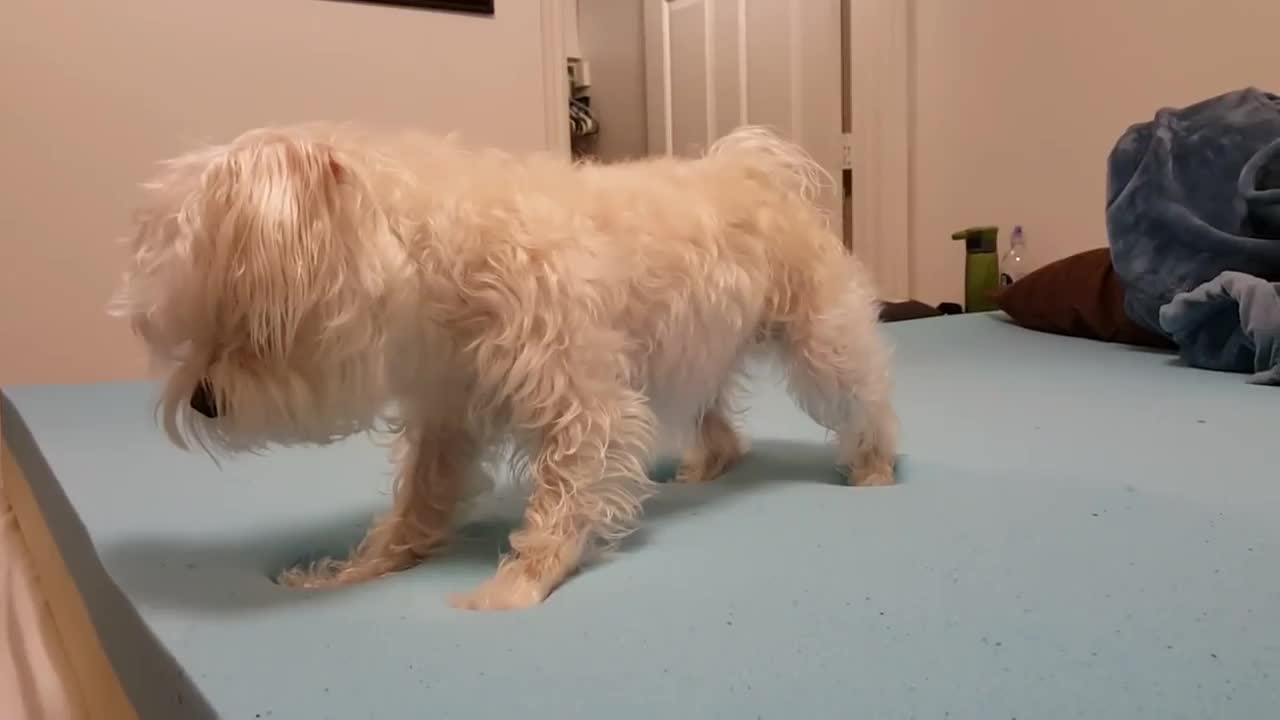 Dog Pushes Cat off Bed