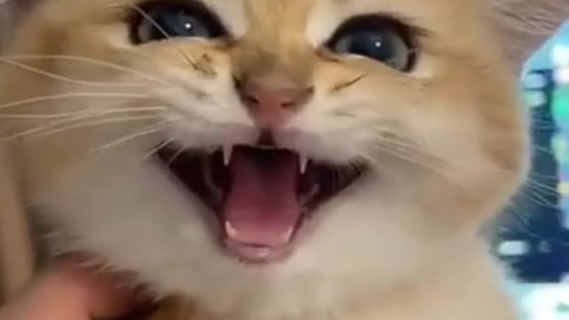 Cute Cat Short Video