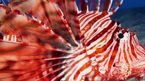 Lionfish | Beautiful But Deadly