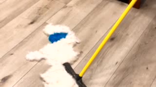 Blue Eared Dog Gets Brushed Away