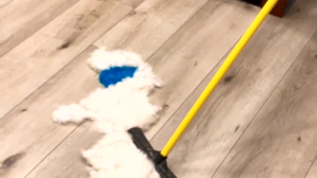 Blue Eared Dog Gets Brushed Away