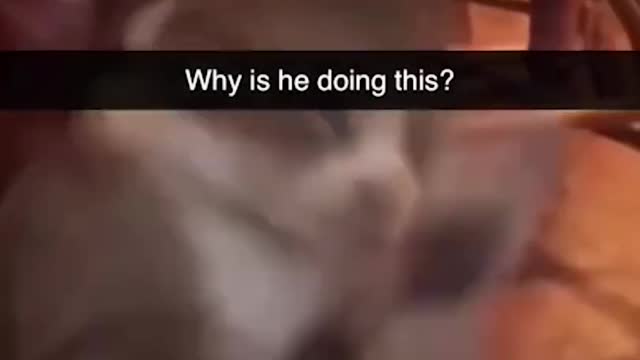 Funny dog😚😚😊😊