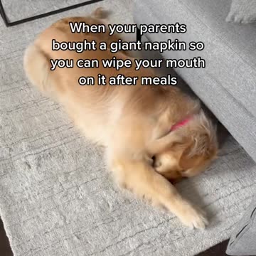 When you parents bought a giant napkin so you can wipe your mouth on it after meals