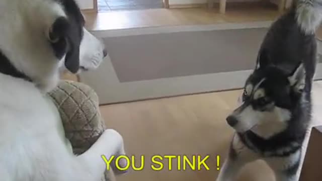 dog talking funny moments /how dogs talk