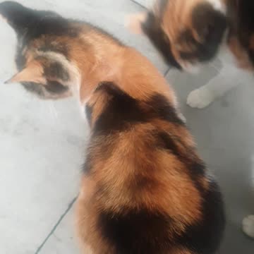 My cats coming for massages😻