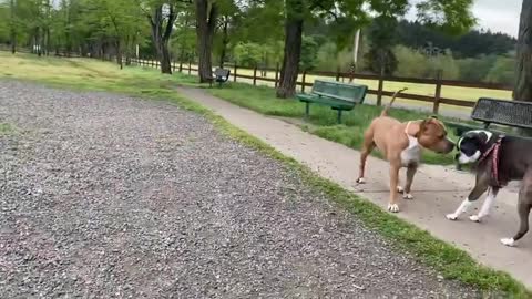 German Shepherd vs Pitbull