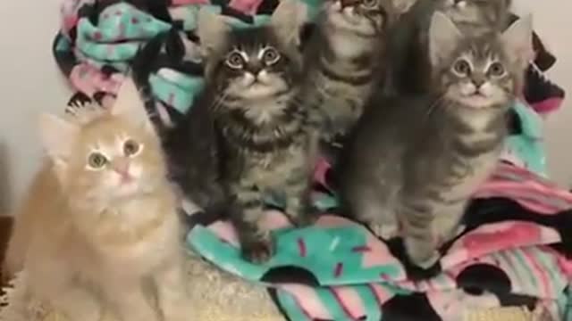 We are cutest kitten - you must have one kitten in your home