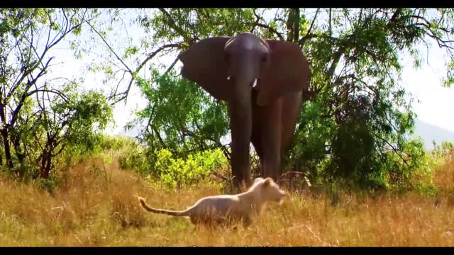 lion foraging