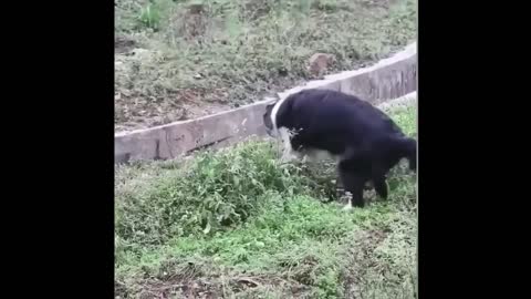 Funny animals pranks _ Zafun _ Episode 4