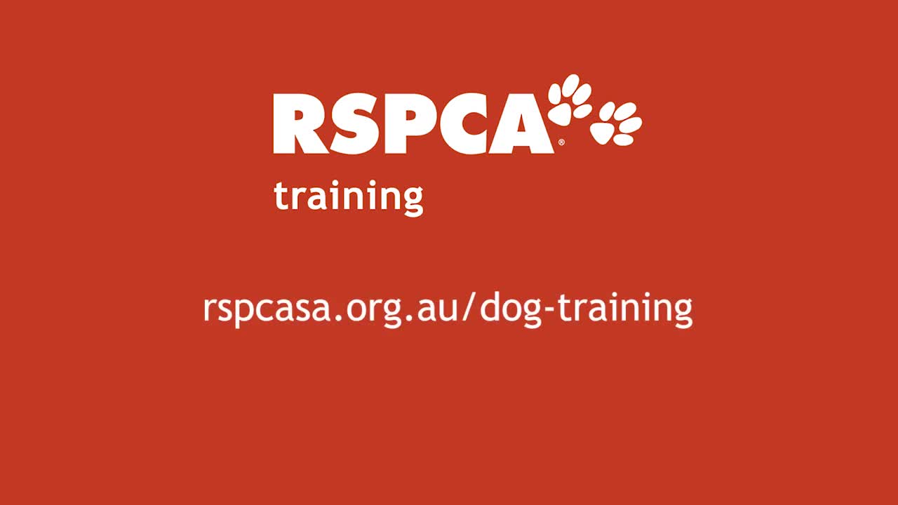 Dog Training Vedio