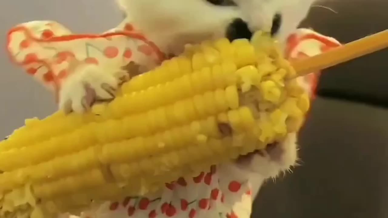 Cat eating corn 🌽 must watch don't forget to follow my channel