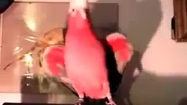 Dancing cool parrot