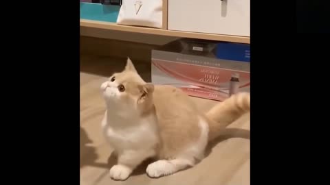 Funny animals [] Try not to laugh compilation 53
