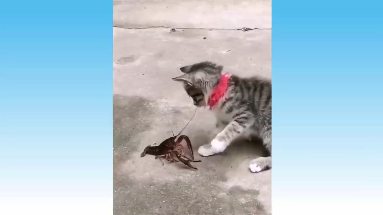 Cute cat and lobster play with each other