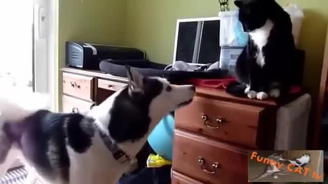 Cats and Dogs meeting for first time 🐈 🐕