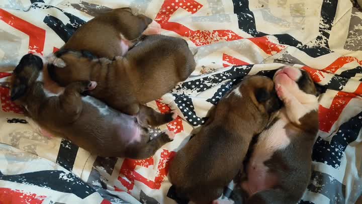 Sleeping Boxer puppies