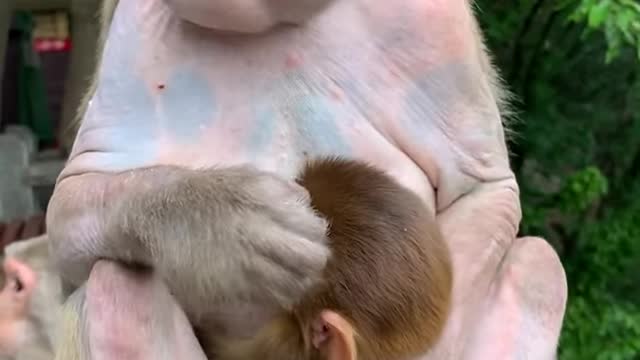 Monkey funny 😂 moment video || monkey funny videos