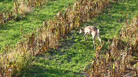 Self-Filming - Kentucky Whitetail Hunt Short