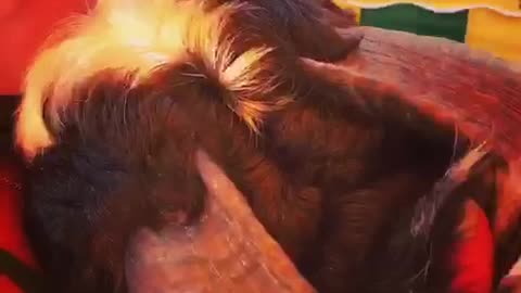 Black goat cuddling on women chest