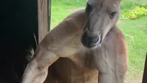 Everything-s-bigger-in-Texas-including-Kangaroos-