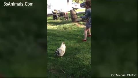 The rooster says