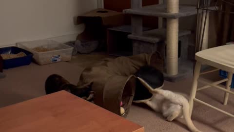 Kittens / Cats investigating toy tunnel