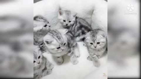 Cute little cats -