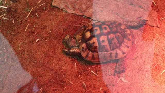 The turtle is in a warm place