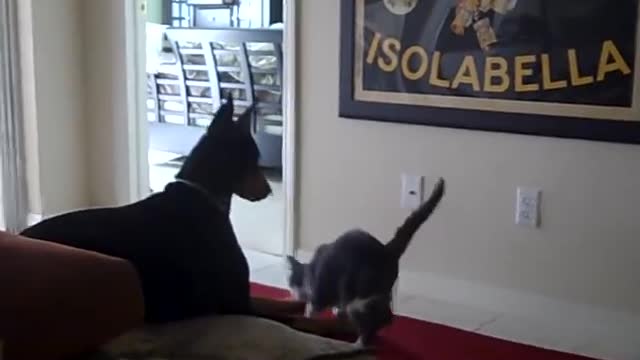 Cat beats up Doberman | Funny cats