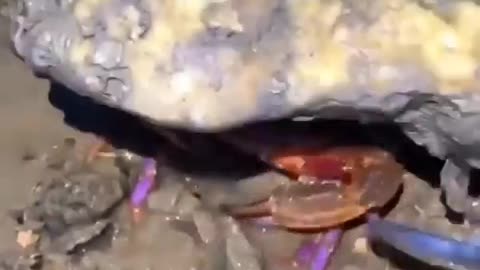 This is a beautiful and charming water-dwelling species