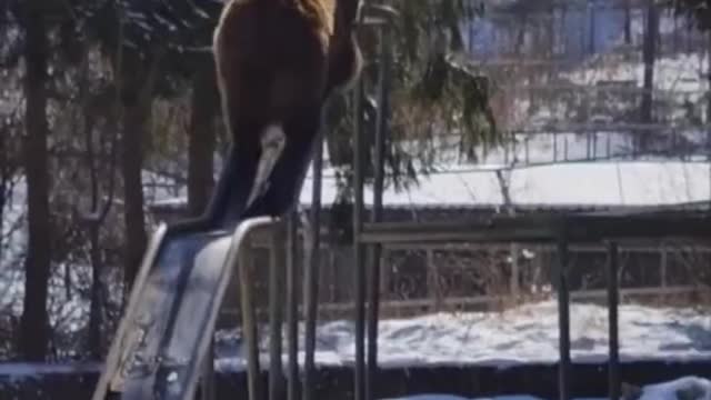 adorable viral video of bear playing on a slide will make you smile