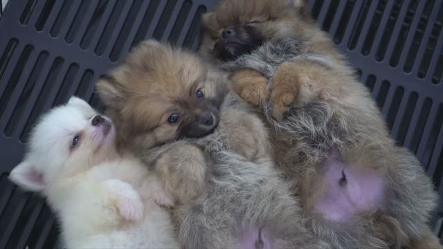 three very cute sleepy puppies