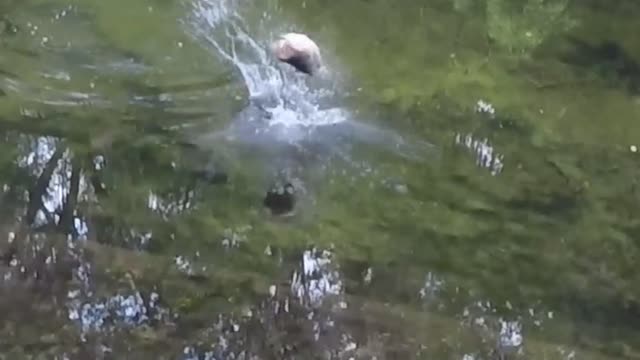 5 Pound River Bass