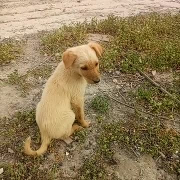 A small dog with its mother