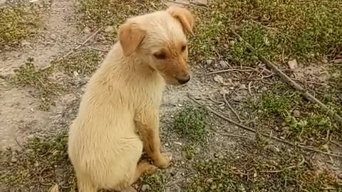 A small dog with its mother