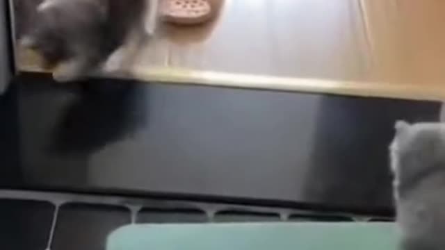 The Fastest Cat In The World
