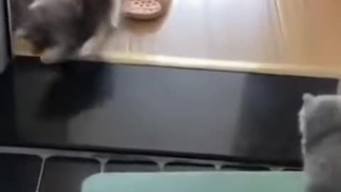 The Fastest Cat In The World