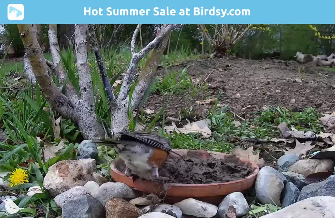 Grab them while you can! To celebrate summer.
