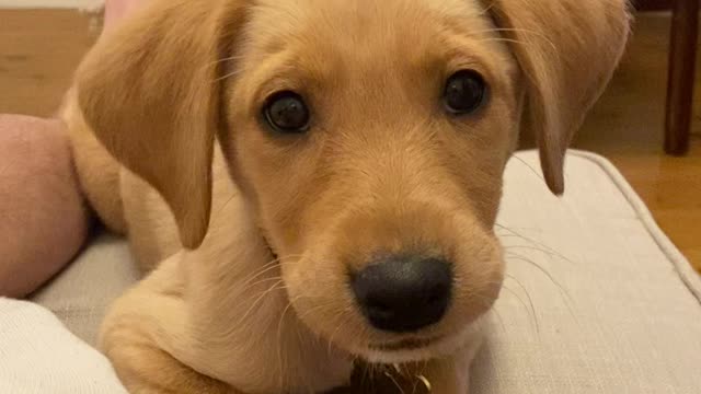 The dog's eyes are beautiful looking at the camera gently, the amazing dog what did he do.