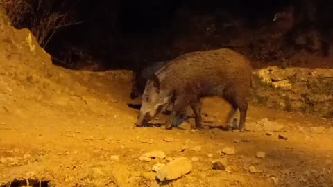 Funny Moroccan Wild Pigs | funny animals