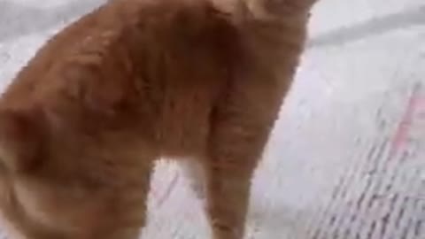 Funny cat is spinning