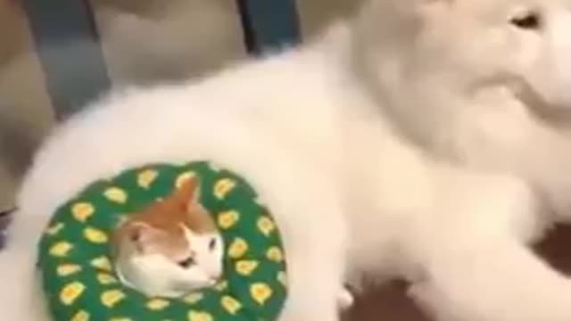 funny cat and dog short videos😄🥰👍👍👍