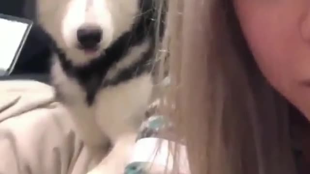 The dog saw that the owner was filming a video, and actually came to steal the camera.